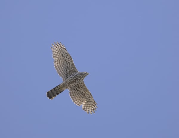 Duvhökarna i betongen