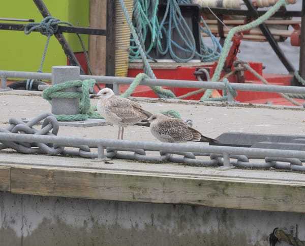 Kaspiska trutar vid Slussen